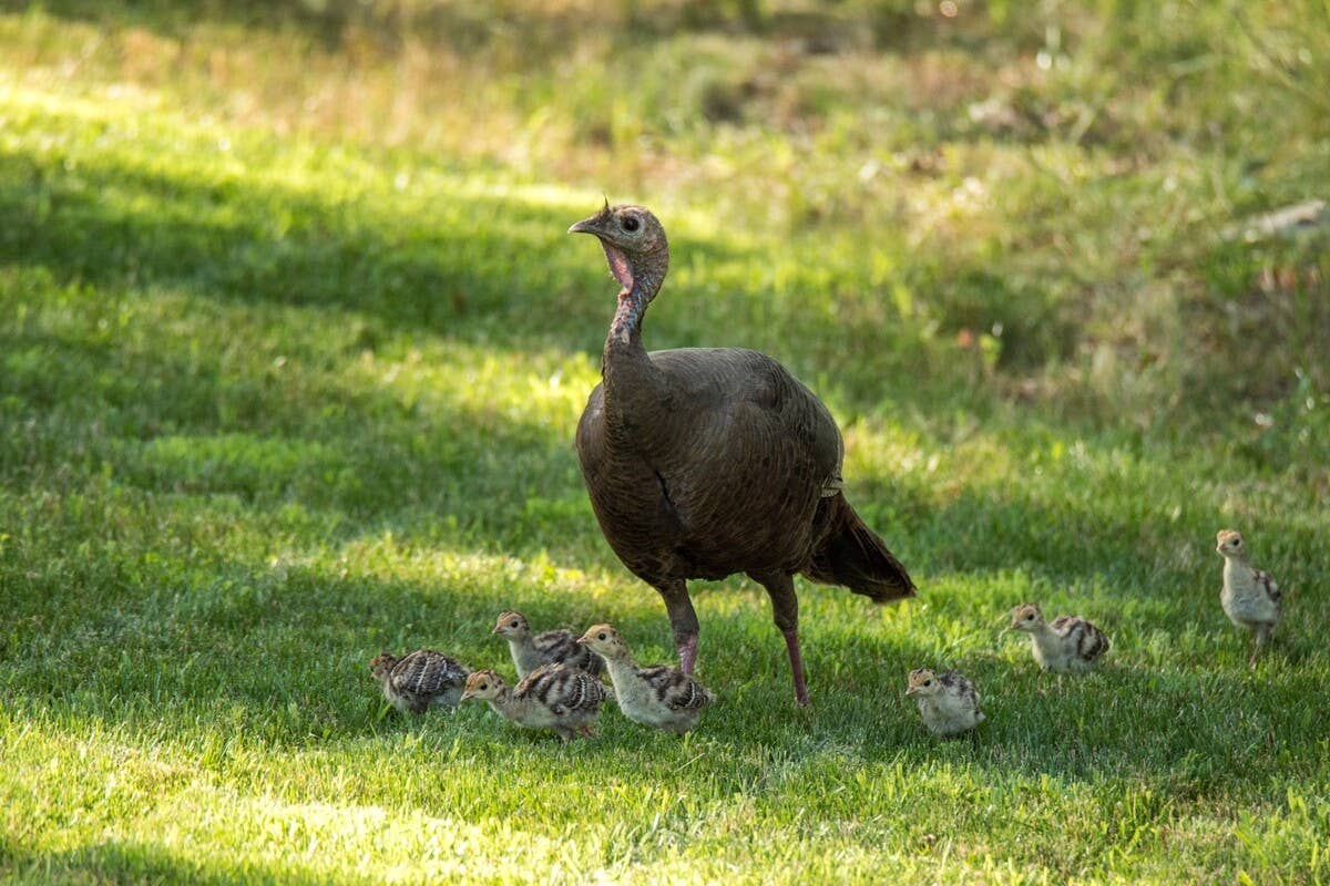 Turkey becomes loving mother to three chicks after nurturing chicken eggs
