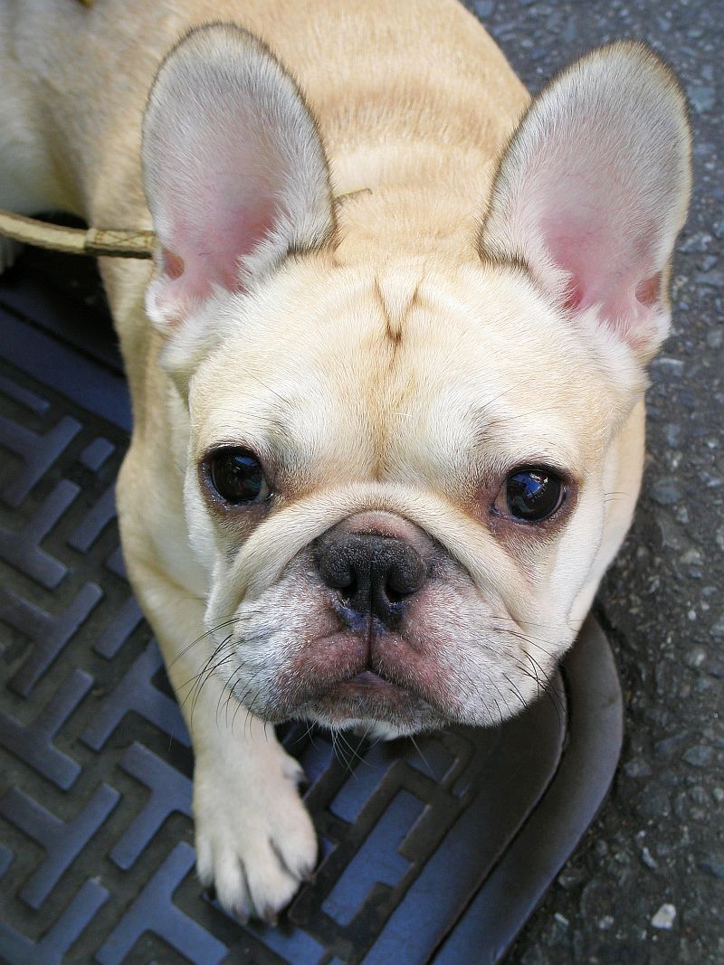 10 perfect companion dogs that stay close without overwhelming you
