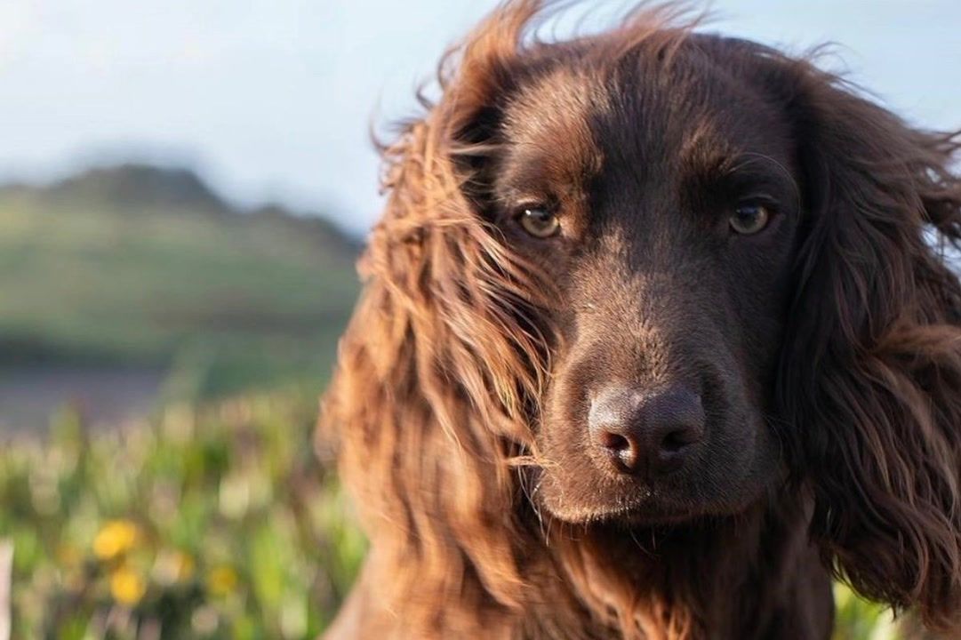 Wales family reveals new dog Otto