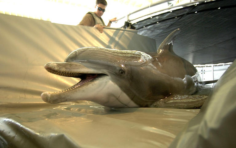 Iran eyeing mine-carrying dolphins to attack US warships in Strait of ...