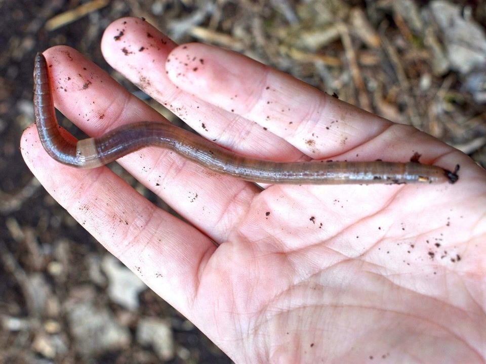 Texas on alert as invasive 'crazy worms' spread and destroy soil
