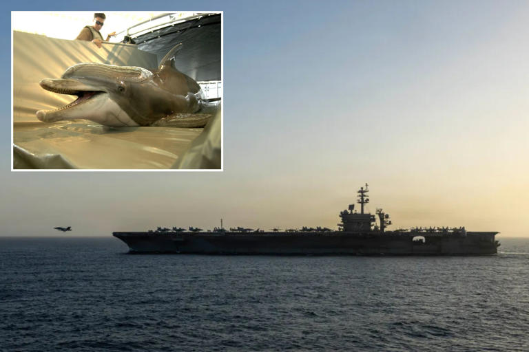 Iran eyeing mine-carrying dolphins to attack US warships in Strait of ...