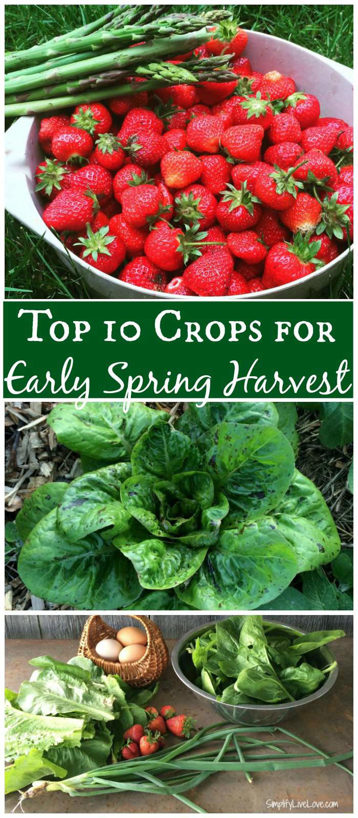 Top vegetables to grow in spring: Essential guide for early season ...