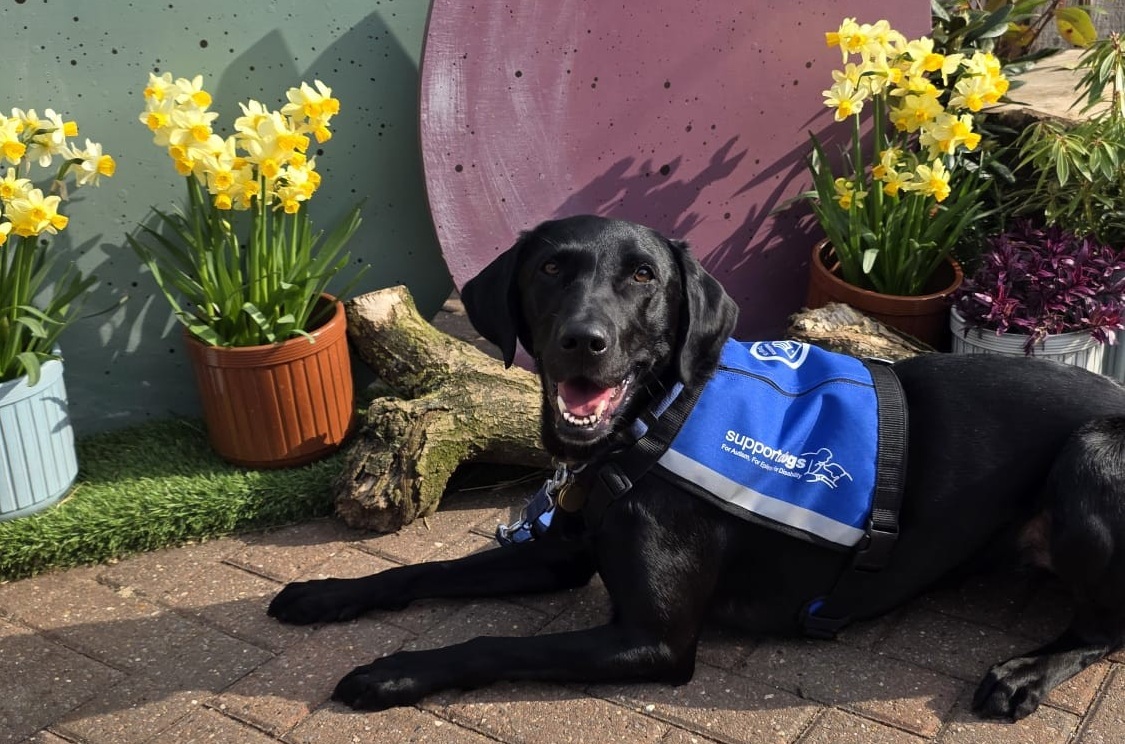 A touch of stardust to help a Support Dogs' client in need