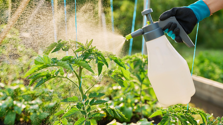 Give tomato plants a major nutrient boost with DIY fertilizer made from ...