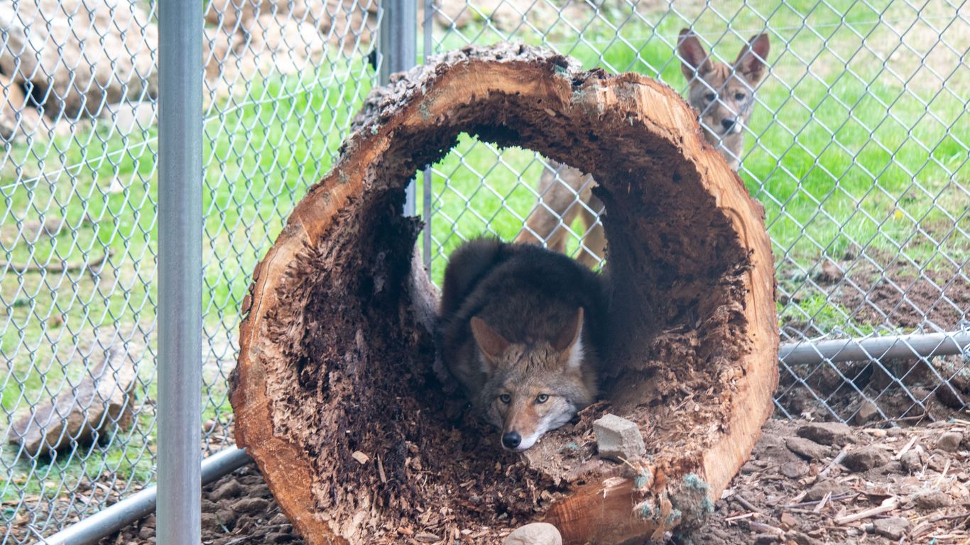 Richmond's Maymont debuts rescued baby coyotes