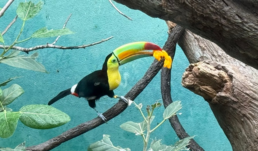 Toucans rehabilitated after harsh smuggling across border