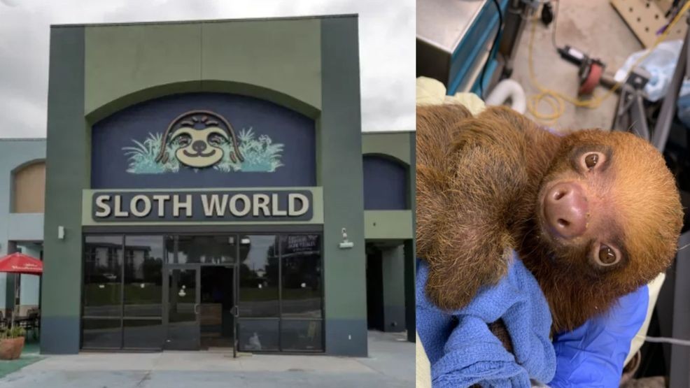 Criminal investigation underway into Sloth World sloth deaths, Florida ...