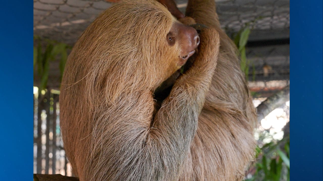 Second sloth at Central Florida Zoo in critical condition after Sloth ...