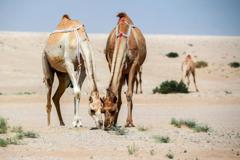 The rains have fallen, the desert's in bloom - and camel grazing season ...