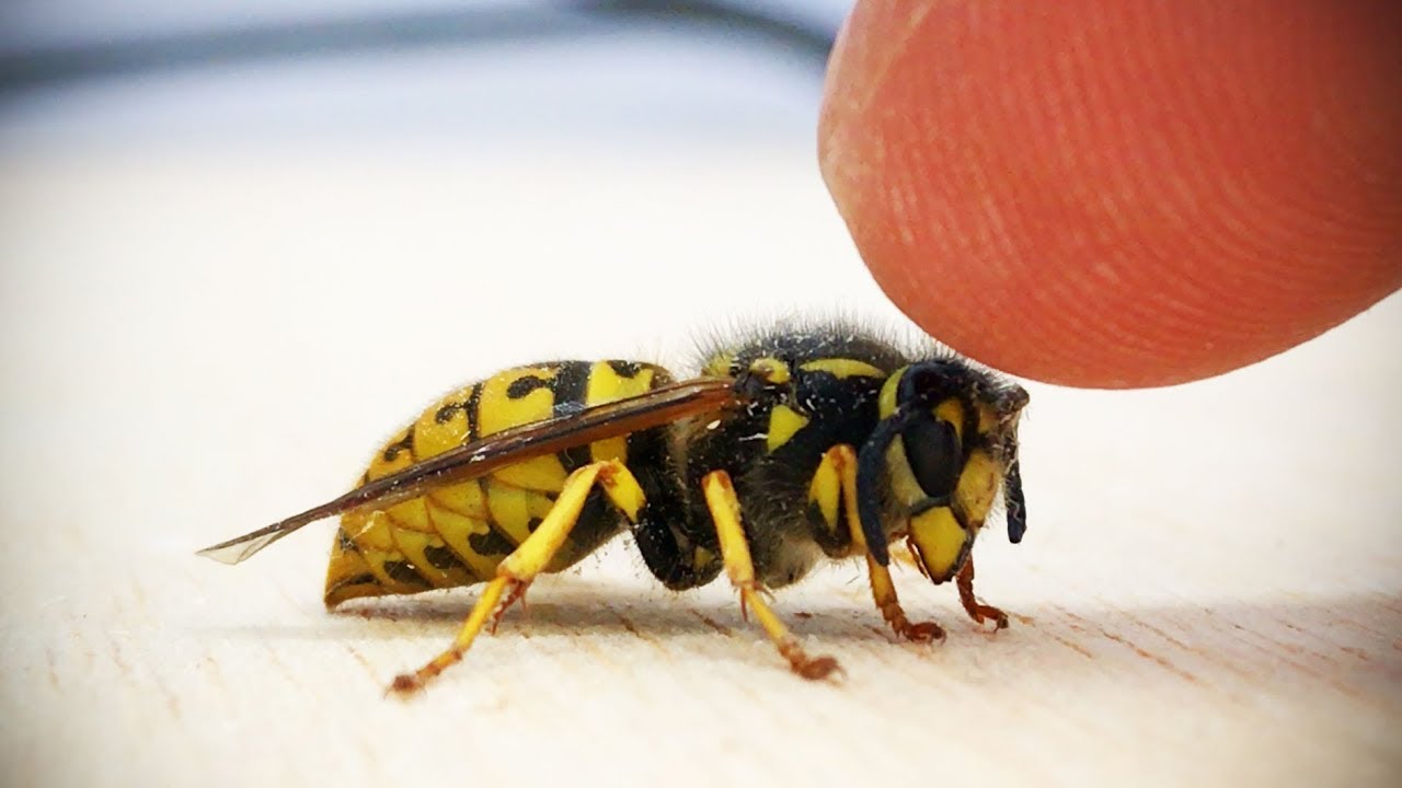Watch how I pet a wasp in my shop