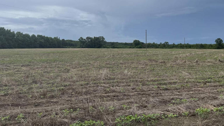 South Carolina drought worsens to severe status in all 46 counties