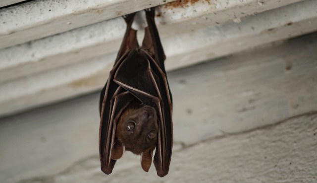 'Bat feast' videos reveal clues about how deadly diseases spread