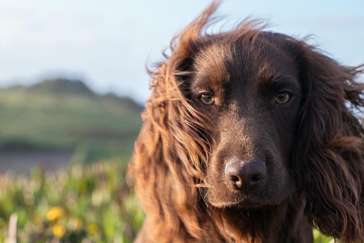 Kate y William comparten el nombre de su perro en una publicación