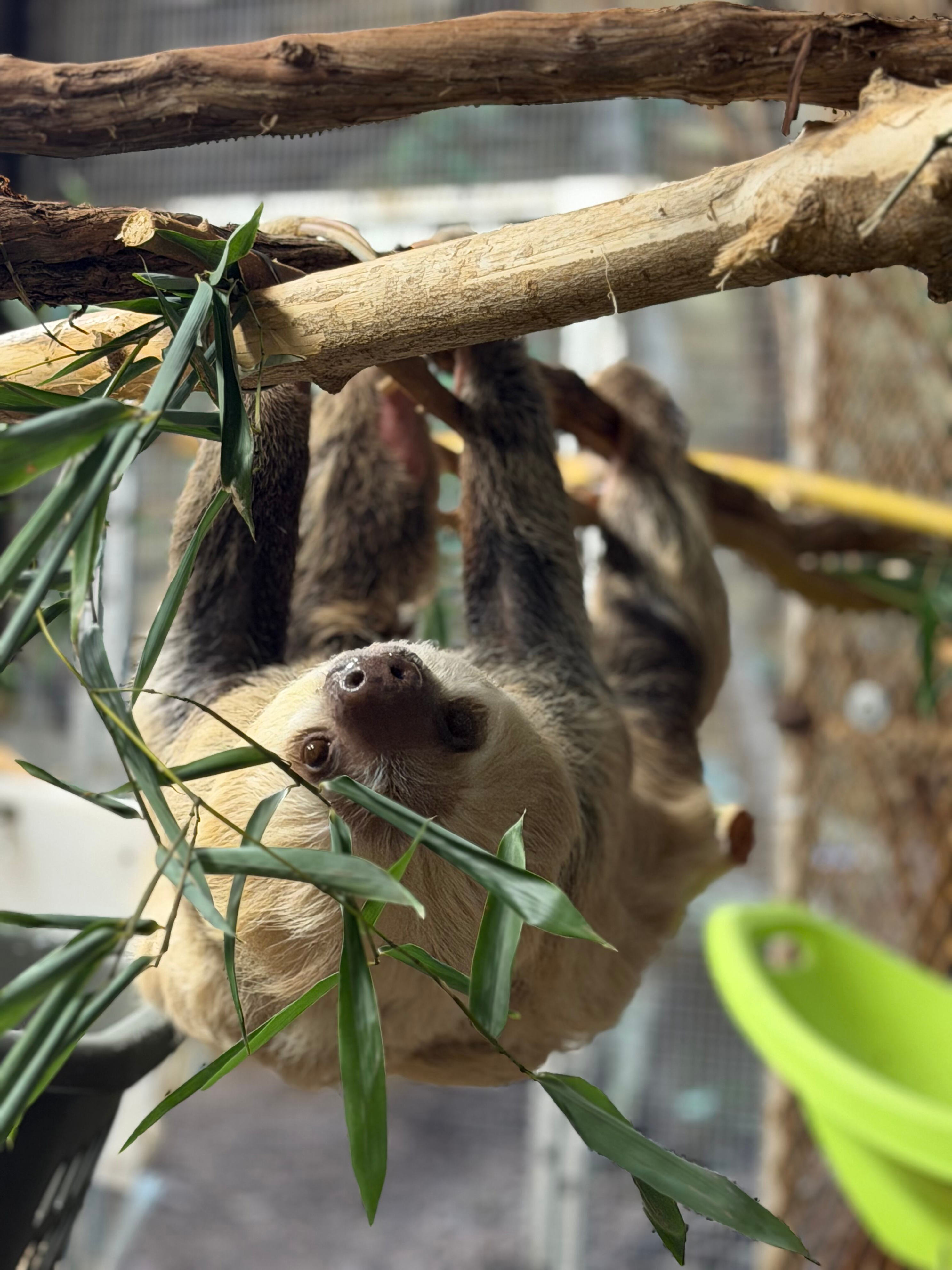 30-year-old two-toed sloth arrives at Dane County’s Henry Vilas Zoo
