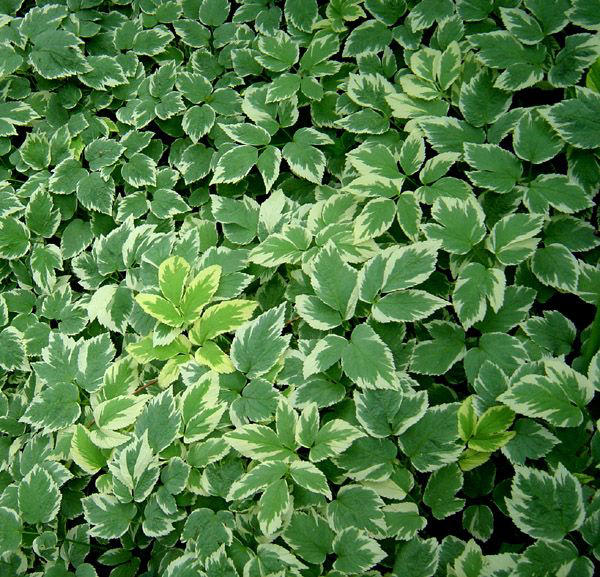This invasive plant has escaped gardens and spreading across Canada