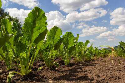 Farmer finds success with sugar beet cultivation in Rabkavi