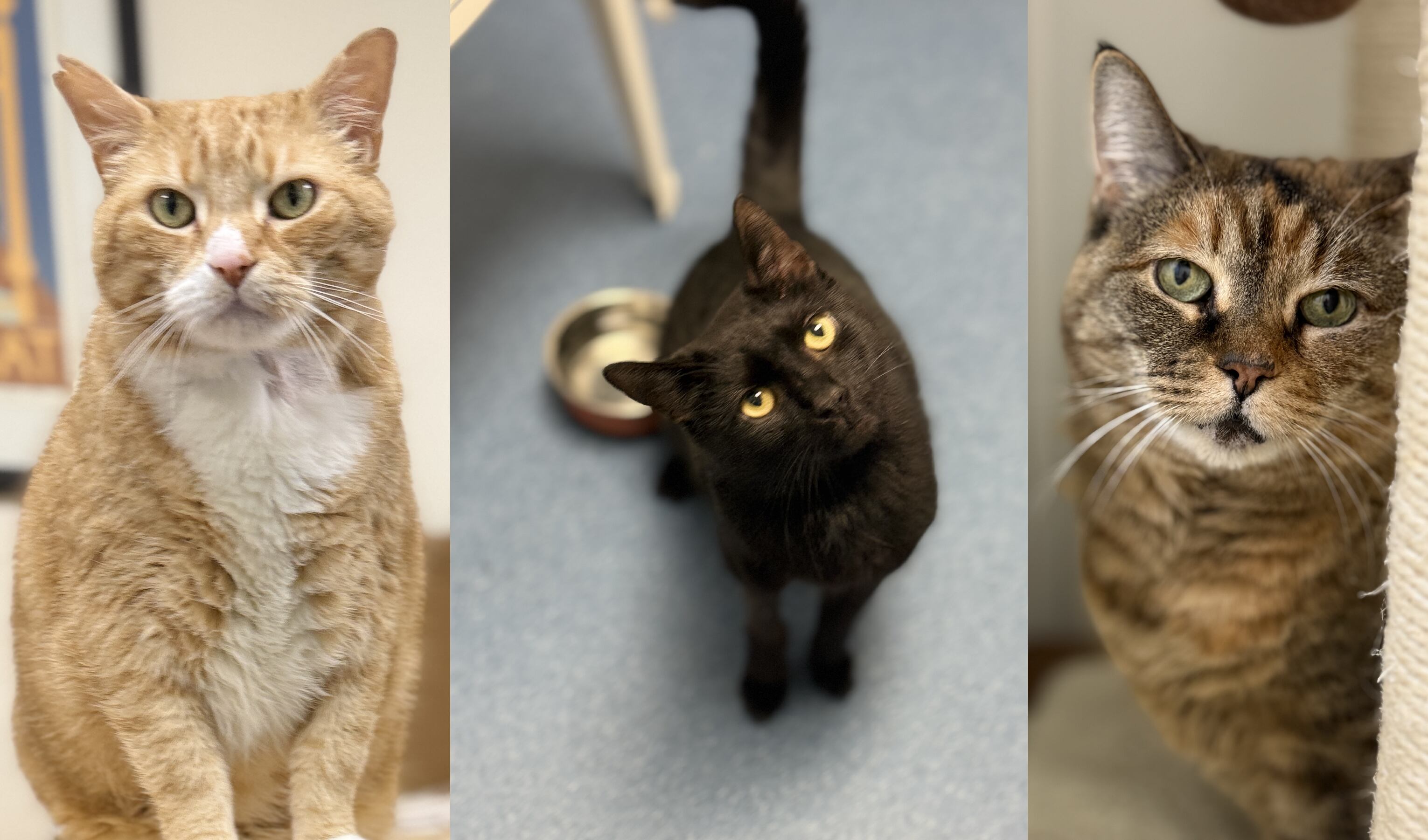 Pets with potential: Meet Austin, Mischa, and Devon