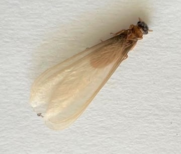 Termite swarms are causing Pensacolians to turn their lights out