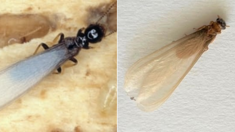Termite swarms are causing Pensacolians to turn their lights out