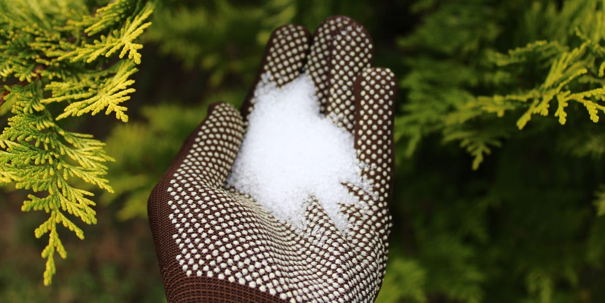 Is Epsom Salt Good for Your Garden?
