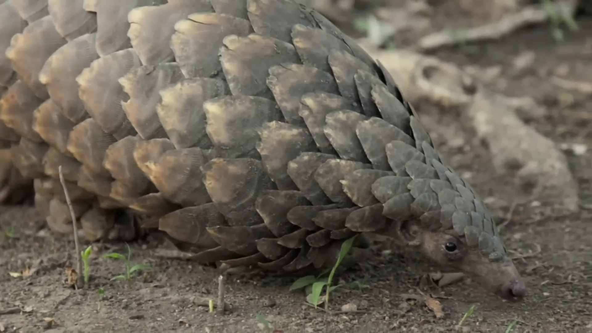 This animal is hunted for its indestructible armor - even the military ...