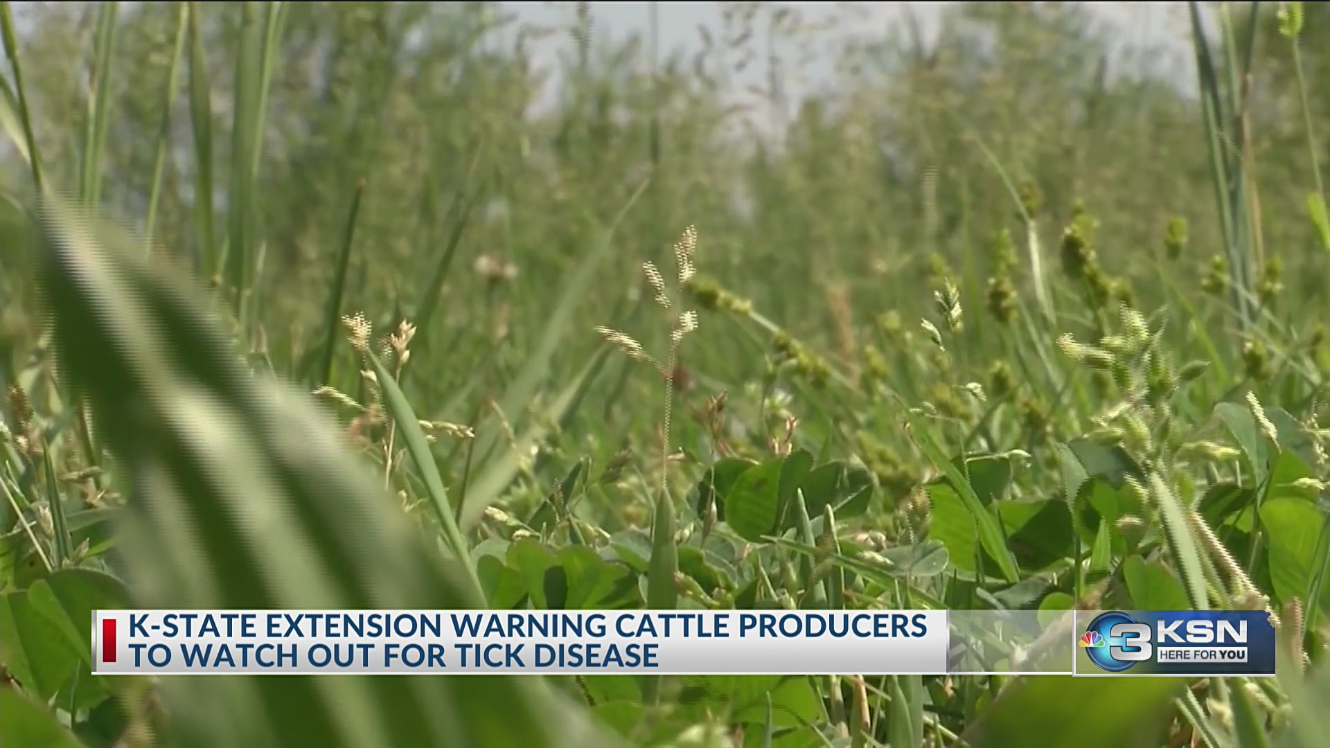 Kansas ranchers warned of incurable tick-borne cattle illness