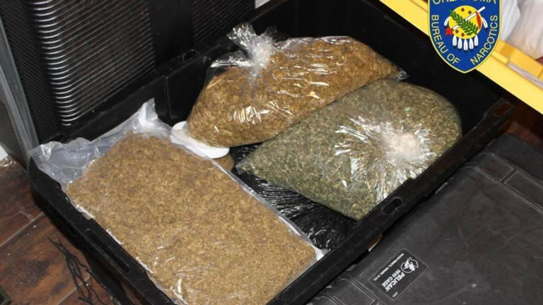 OBN agents seize 286 marijuana plants in black market investigation