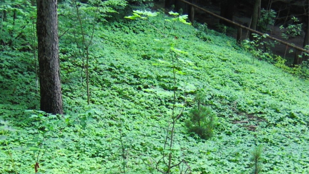 This invasive plant has escaped gardens and spreading across Canada