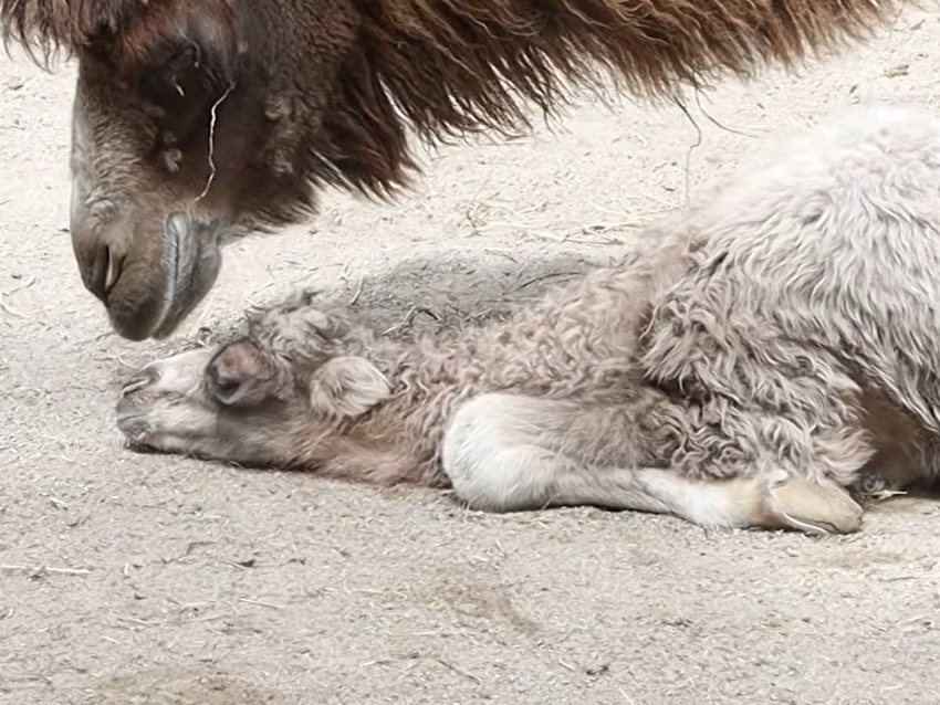 Toronto Zoo announces birth of endangered Bactrian camel calf