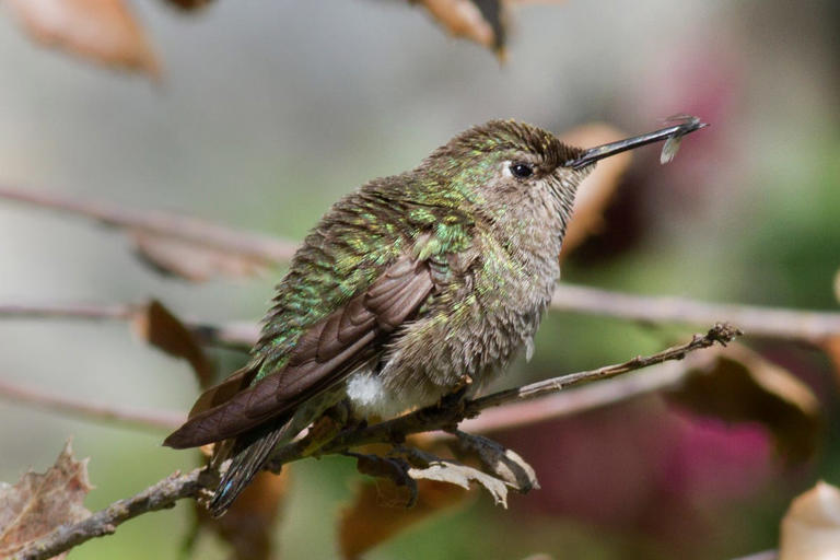 Hummingbird swings are all over the internet—but do birds really use them?