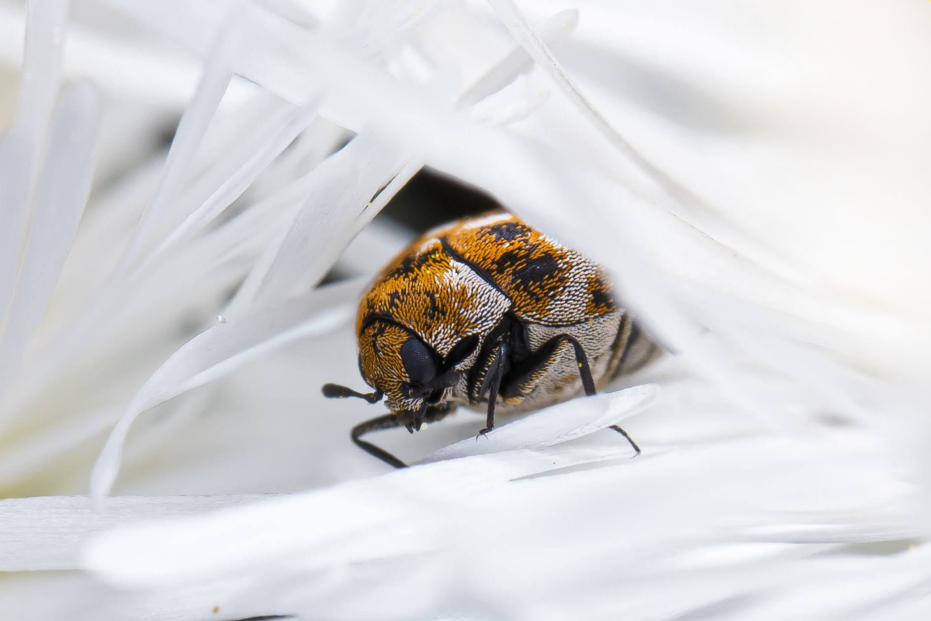 Are carpet beetles harmful? Pest and insect experts explain
