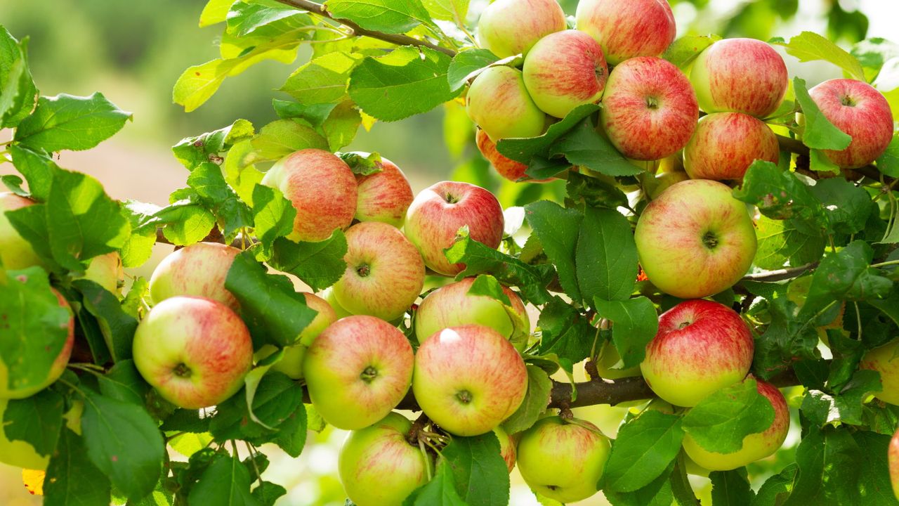 I didn’t expect to learn apple grafting from Zach Galifianakis: Here's ...