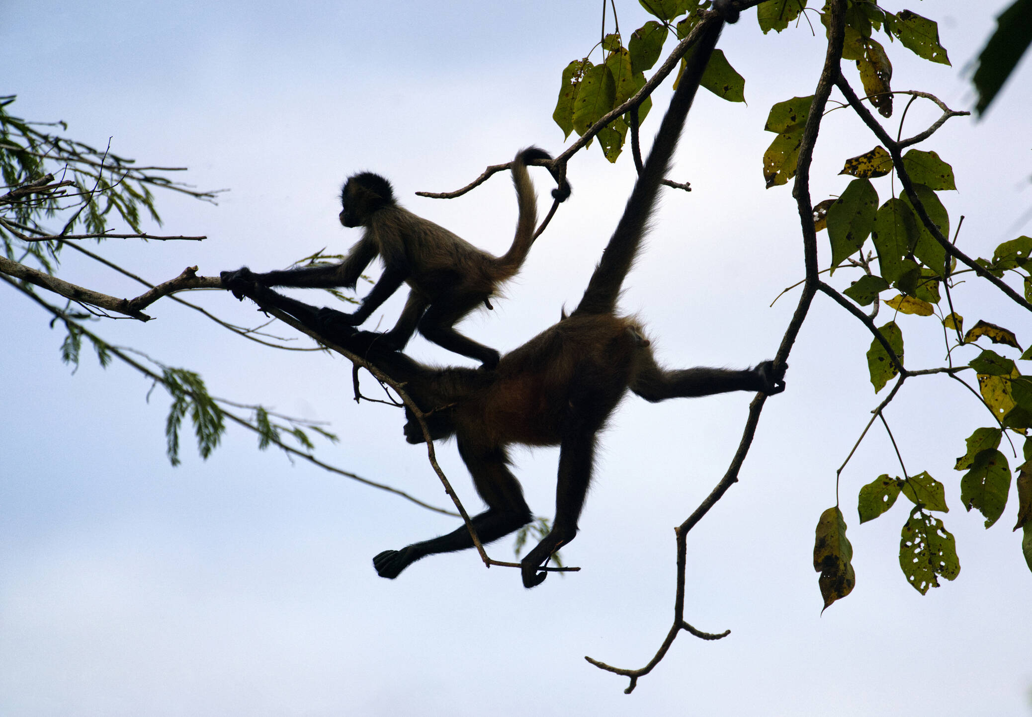 Fishermen capture stunning video of monkeys working together in treetops