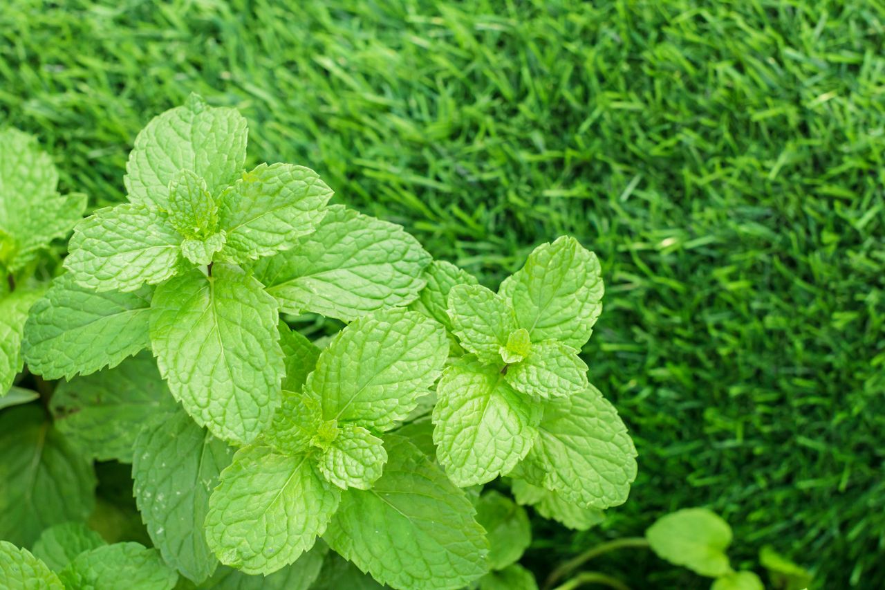 Mint planted by a lawn and growing into grass