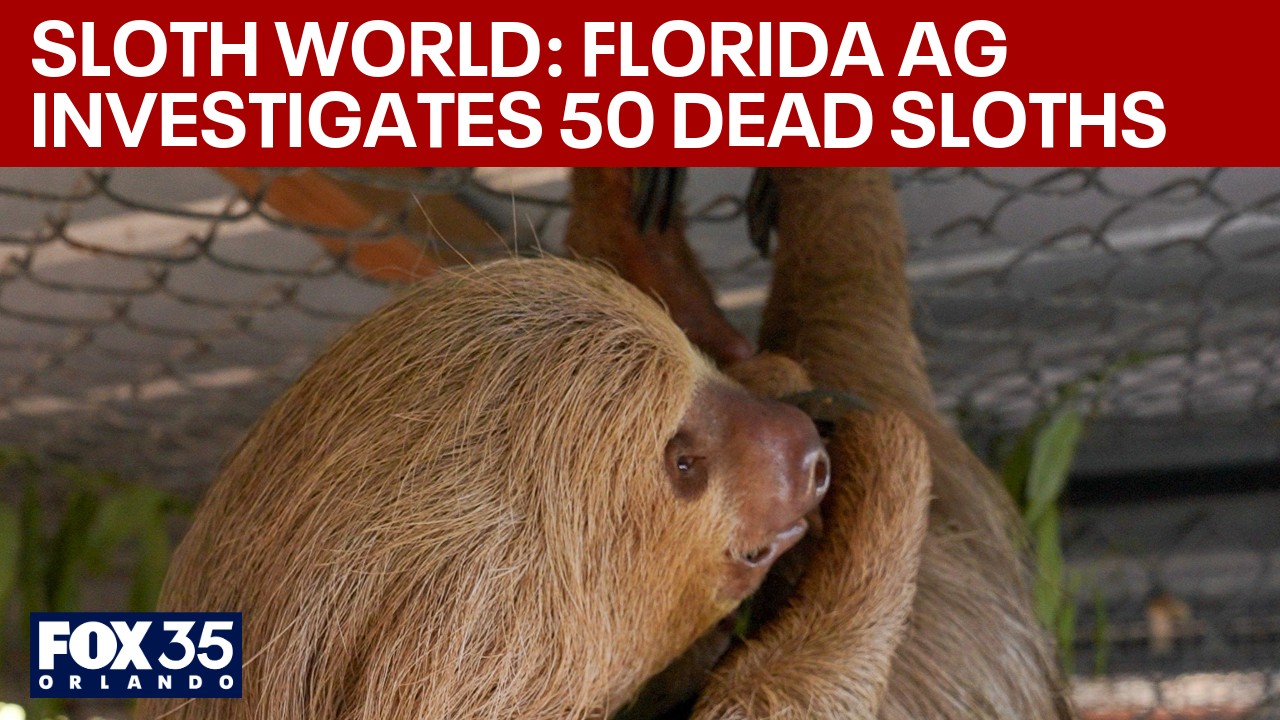 Floirda AG opens criminal investigation into 'Sloth World' after over ...