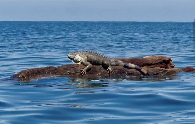 Paddleboarder Sees Iguana Swimming Toward Her — Then He Climbs Up To Ask For Help
