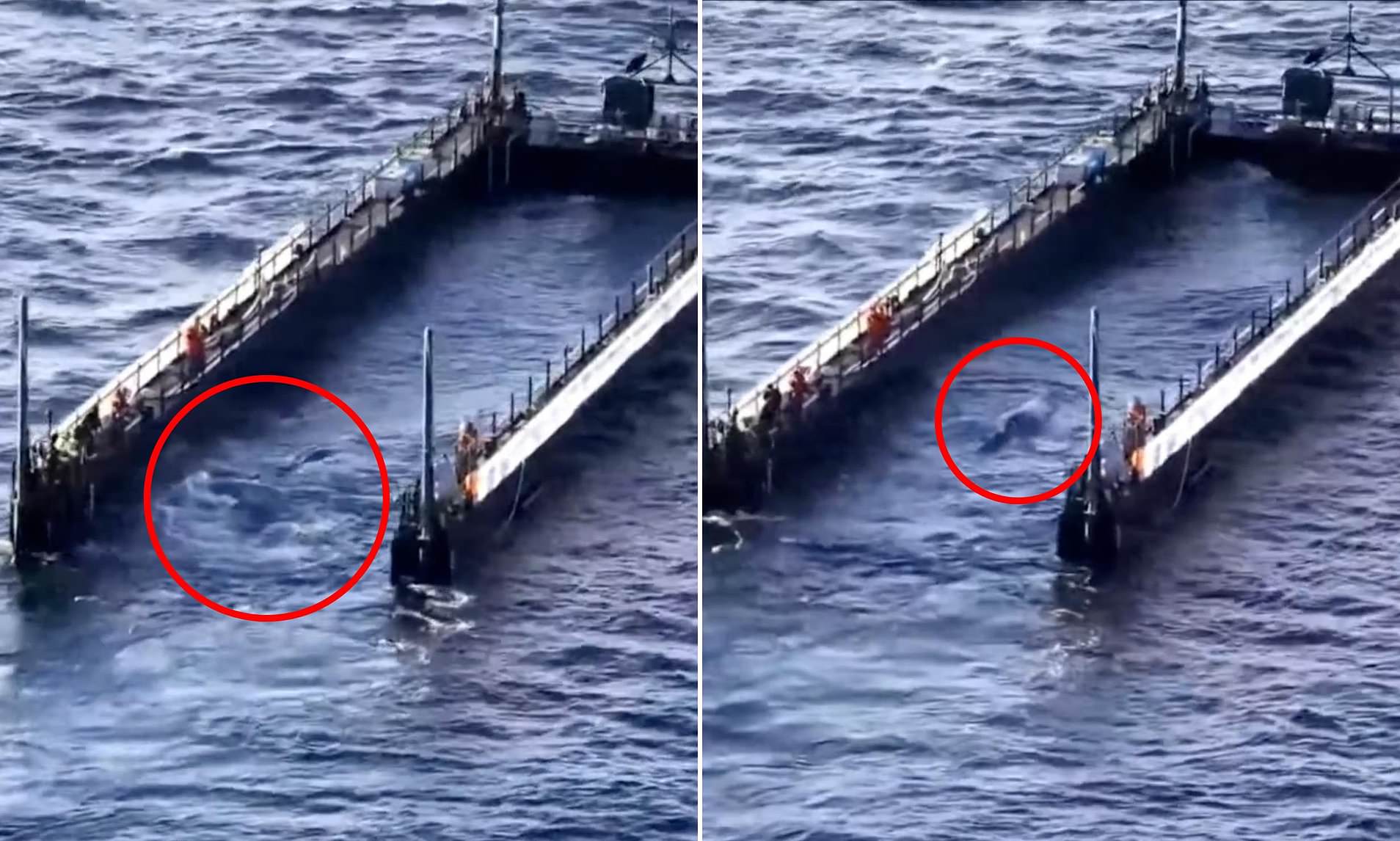 Timmy the whale makes a break for it: Stranded humpback attempts to ...