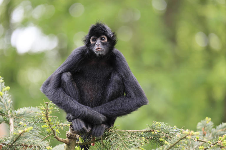 Fishermen capture stunning video of monkeys working together in treetops