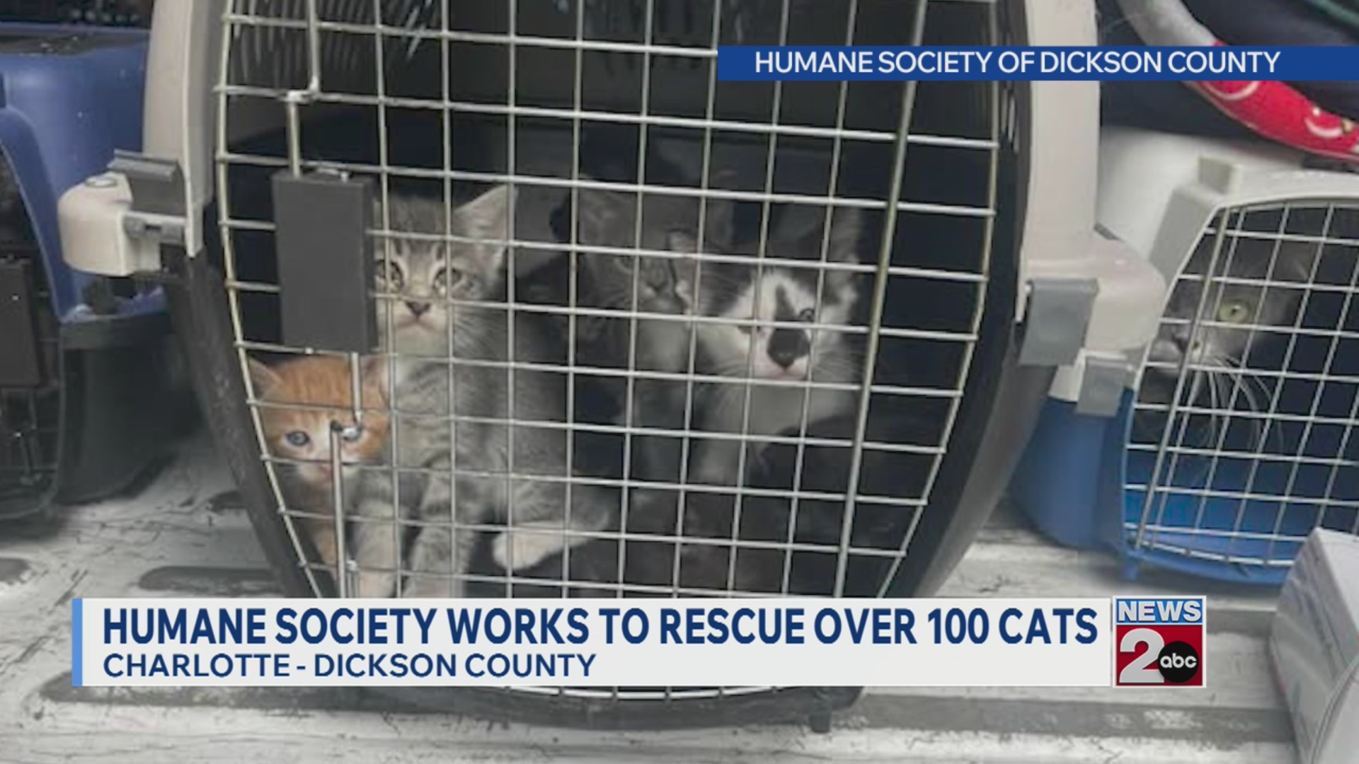 Humane Society of Dickson County working to rescue 100+ cats