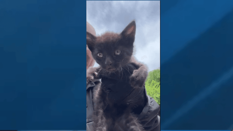 Tulsa detective rescues stranded kitten, but it hides under car dashboard