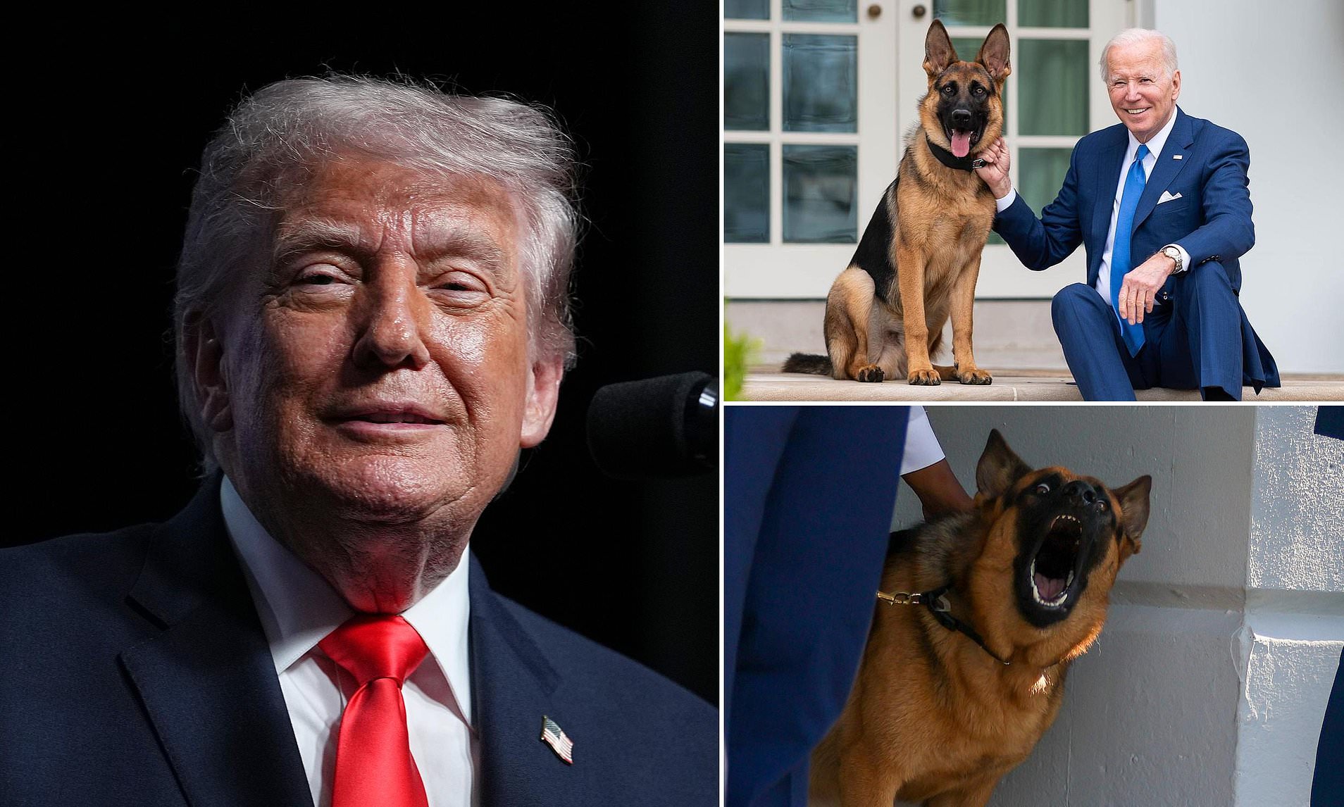 Donald Trump explains the real reason he never got a dog as he mocks ...