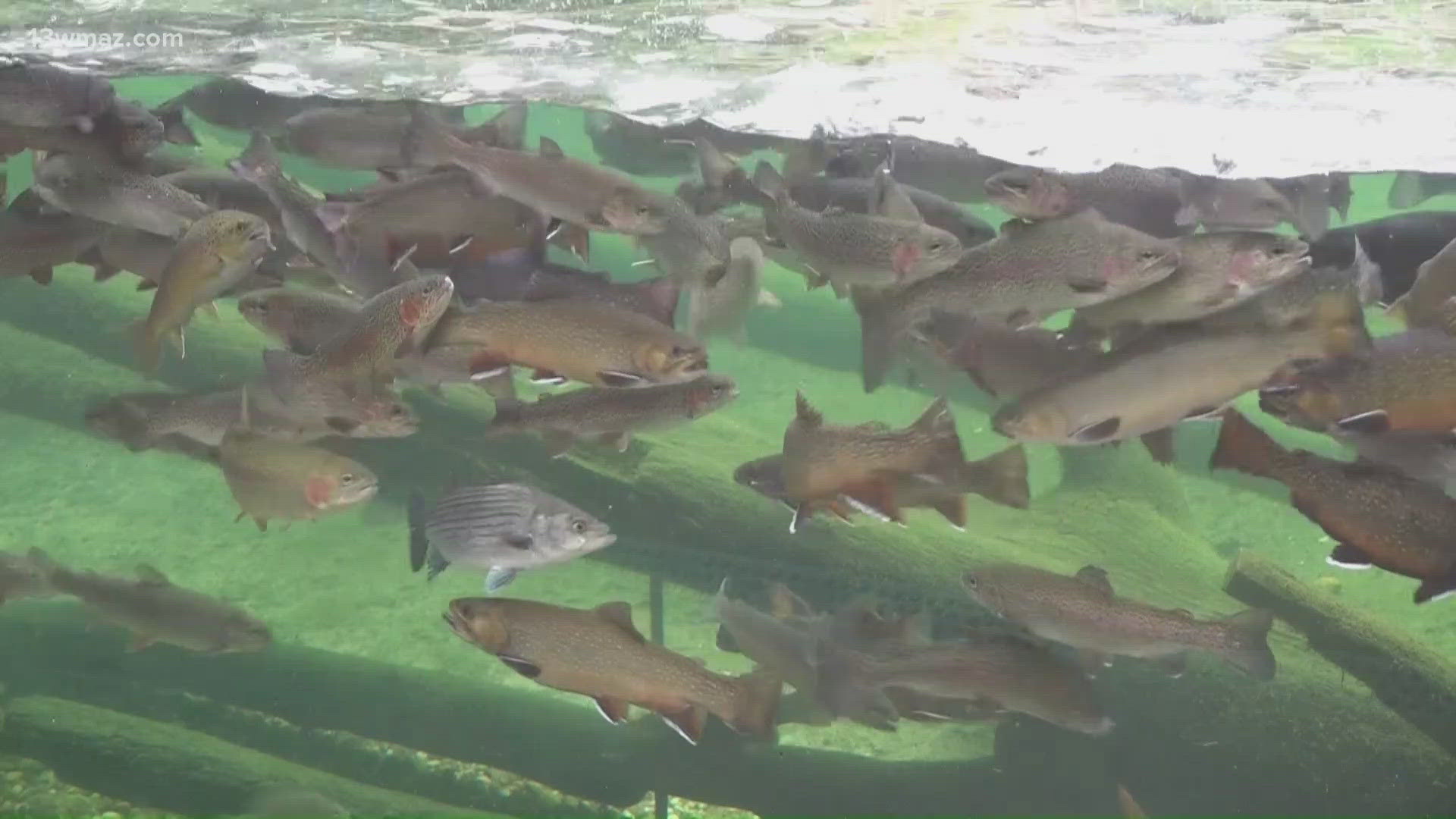 Go Fish Education Center in Perry reopens outdoor aquariums
