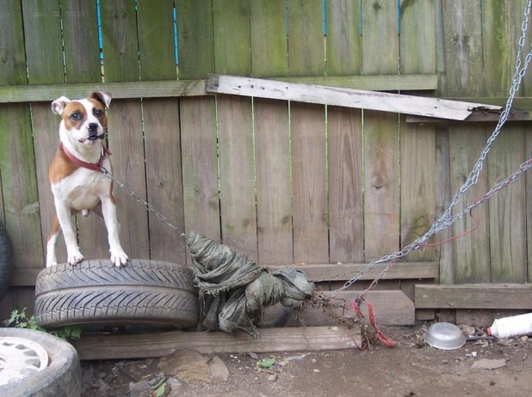 Dieci anni alla catena e senza libertà: la rinascita del cane Bear che ...