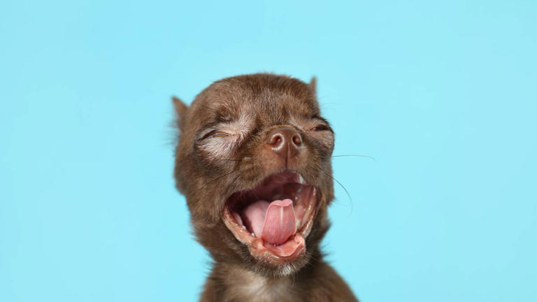 Tiny chihuahua has a perfect 'Lion King' Simba moment during car ride