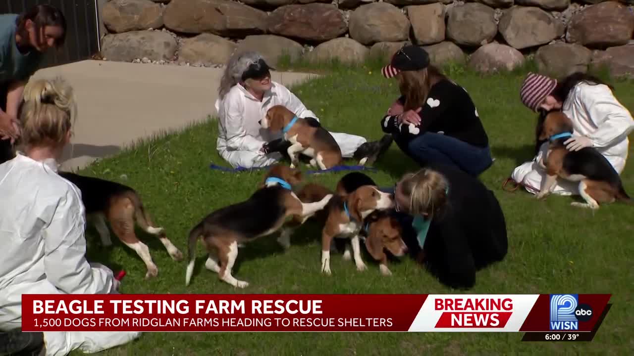 1,500 beagles rescued from Ridglan Farms