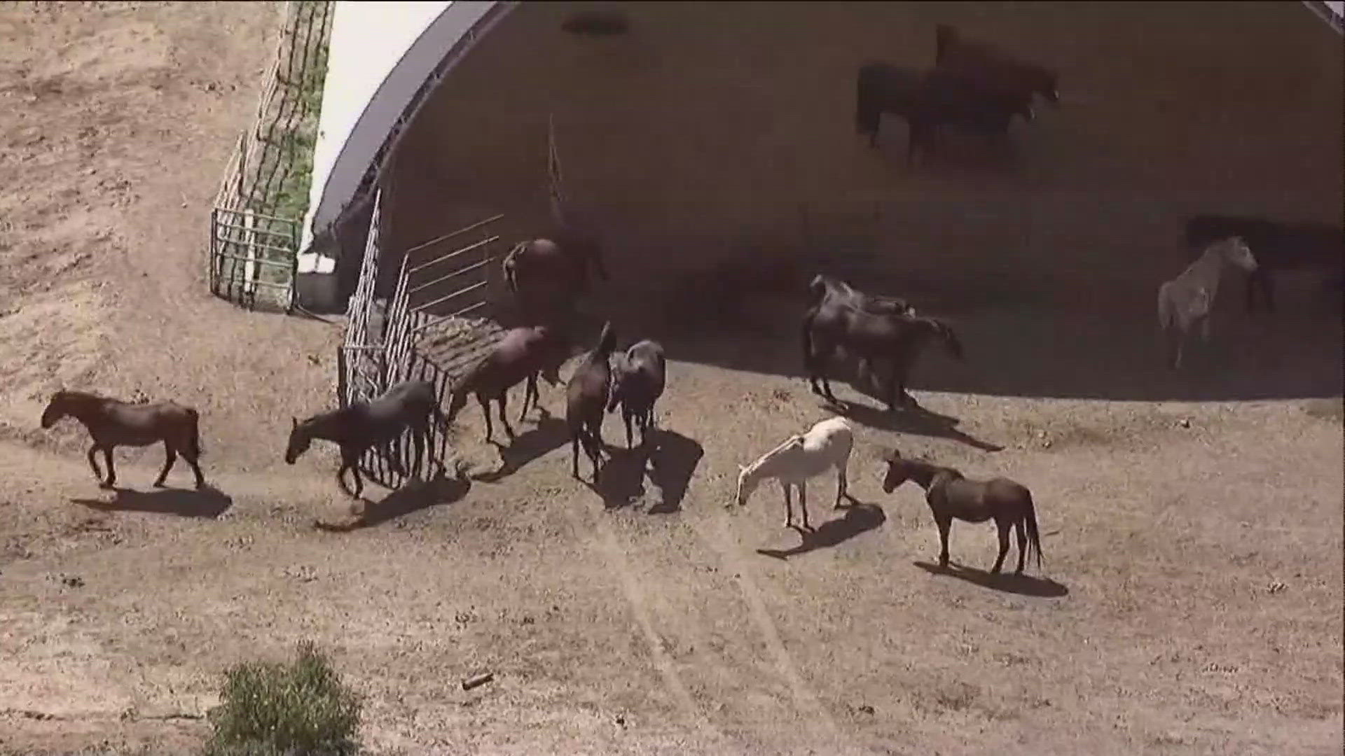 San Diego Humane Society leads mass rescue at animal sanctuary in Julian