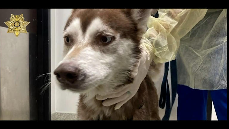 Watch: Police rescue dog trapped in car for hours with temperature of ...