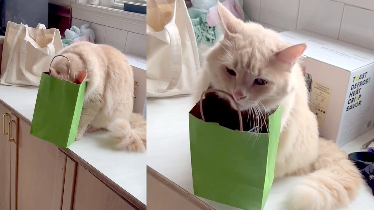Pet fails and wins that are too good to miss