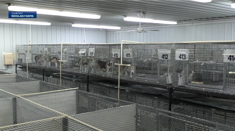Animal Rescue League of Iowa to care for beagles rescued from Wisconsin ...